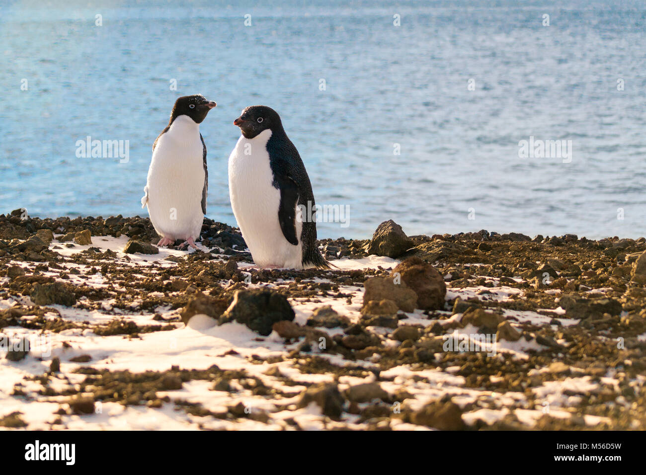 Ein paar Adelie Pinguine. Ross Island in der Antarktis. Stockfoto