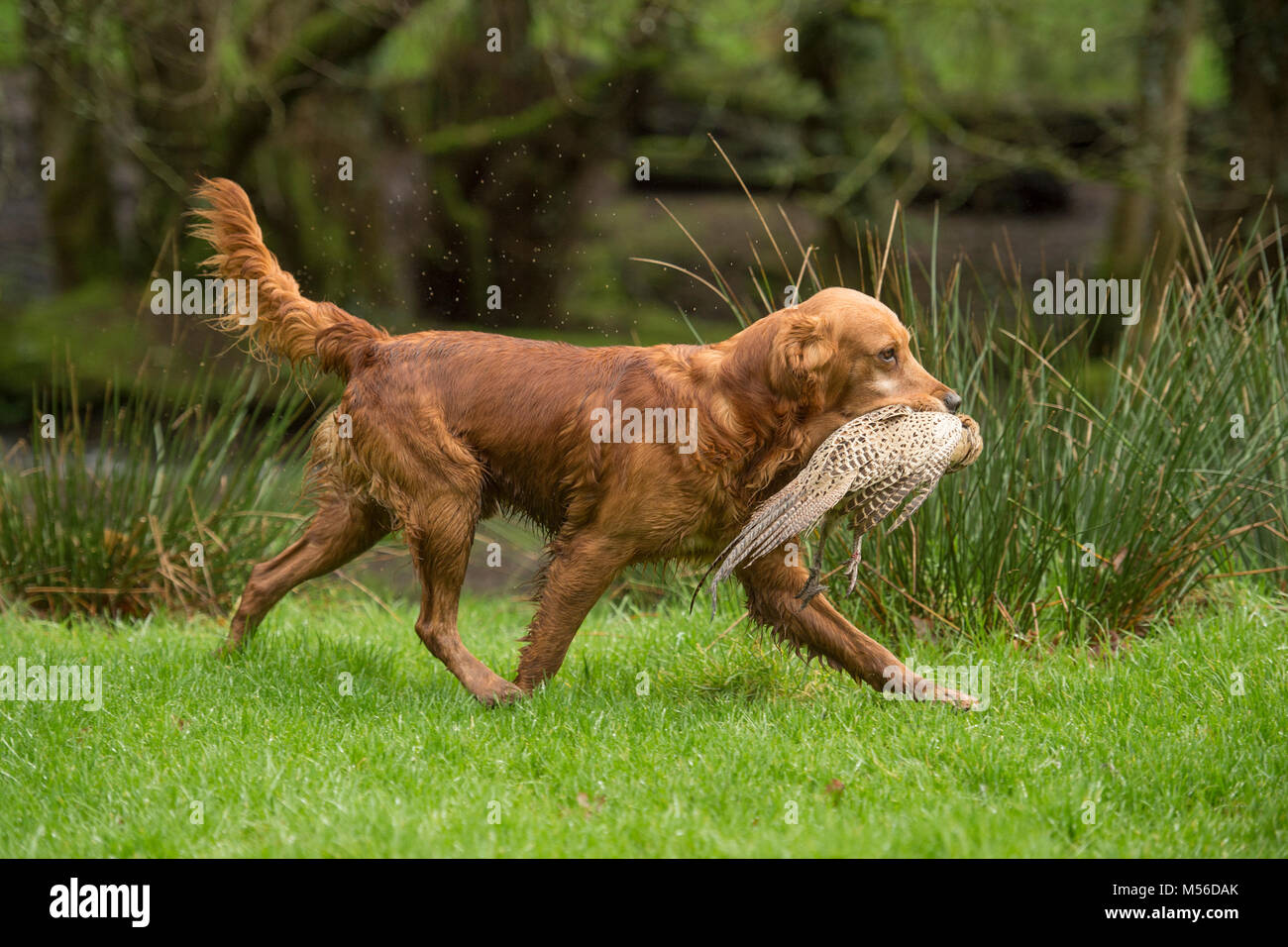 Golden Retriever Abrufen von toten Fasan aus einem Fluss Stockfoto