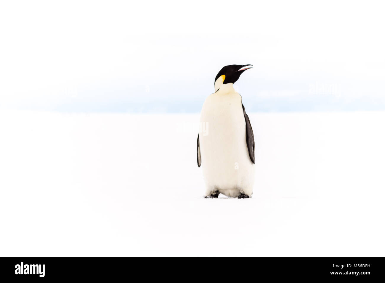 Kaiser Pinguin, Ross Eisschelf in der Antarktis Stockfoto