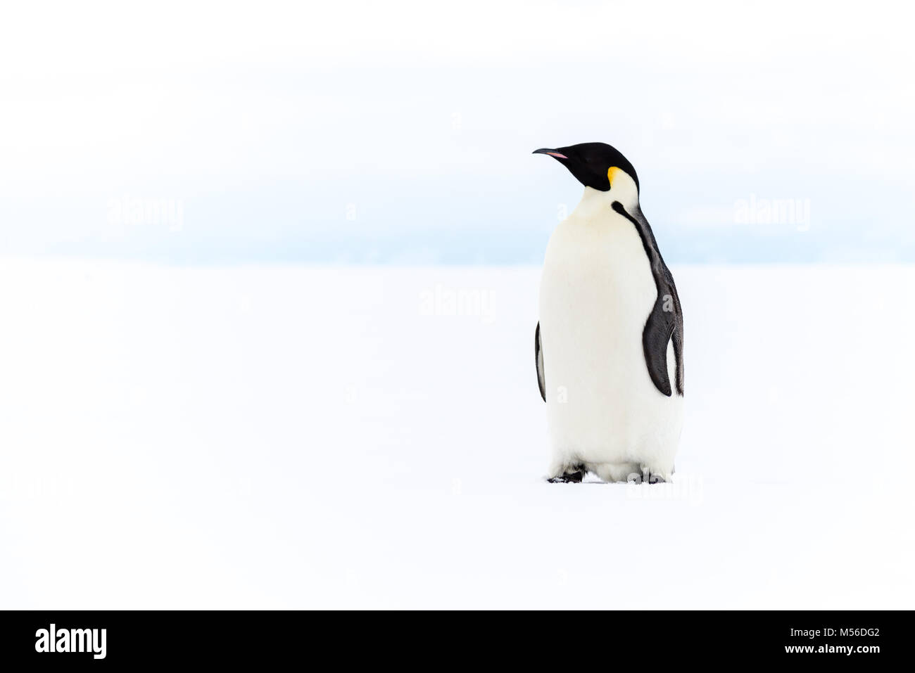 Kaiser Pinguin, Ross Eisschelf in der Antarktis Stockfoto