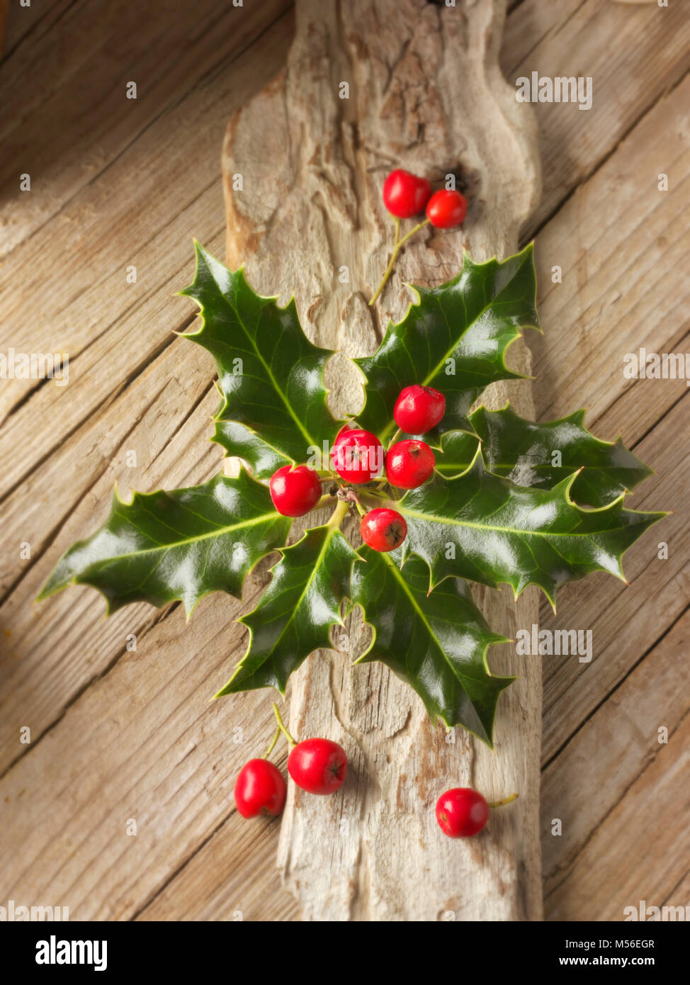 Holly Blätter mit roten Beeren - Ilex aquifolium Stockfoto