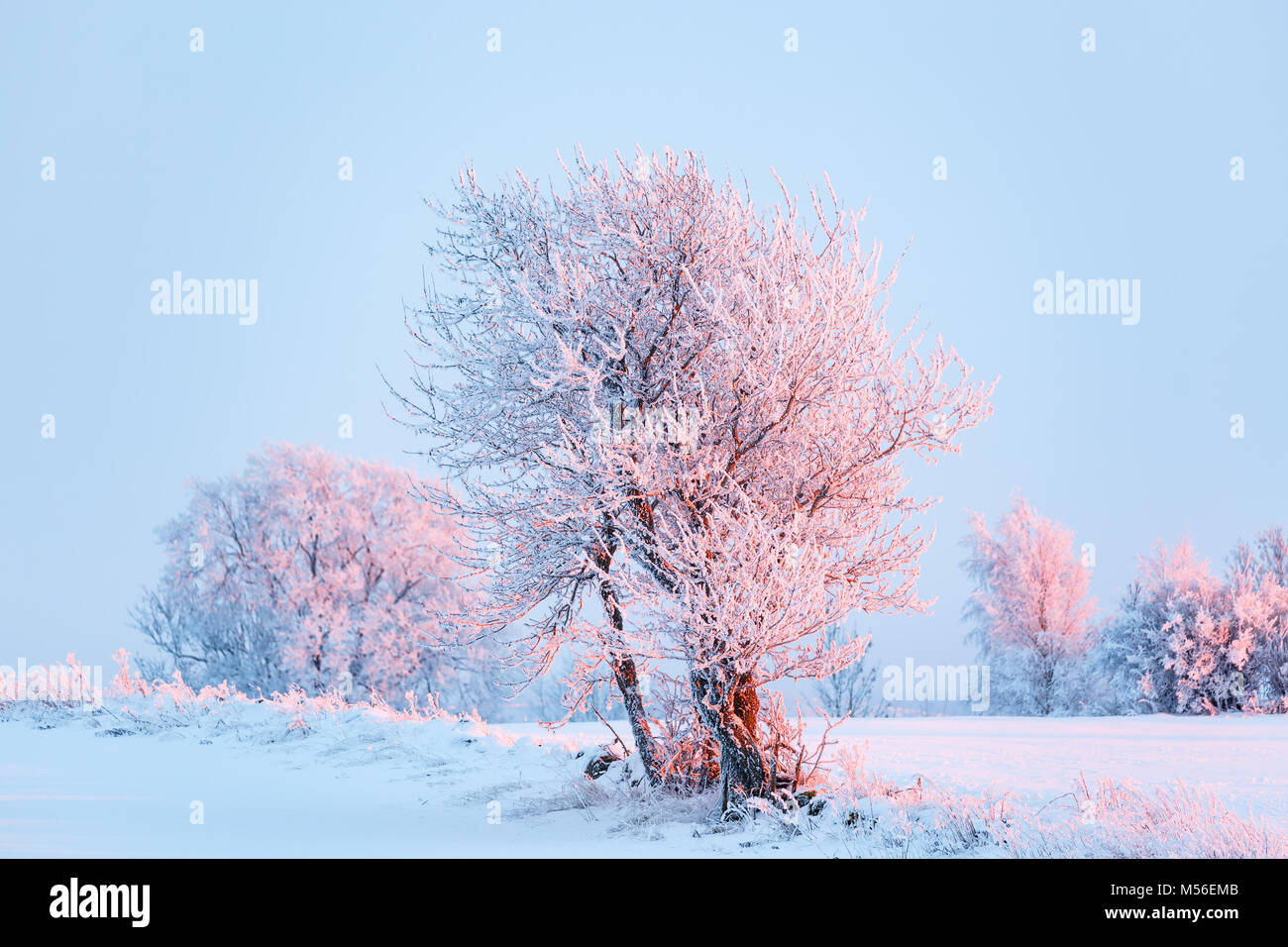 Frost an Bäumen in einem Feld mit Schnee bei Sonnenuntergang Stockfoto