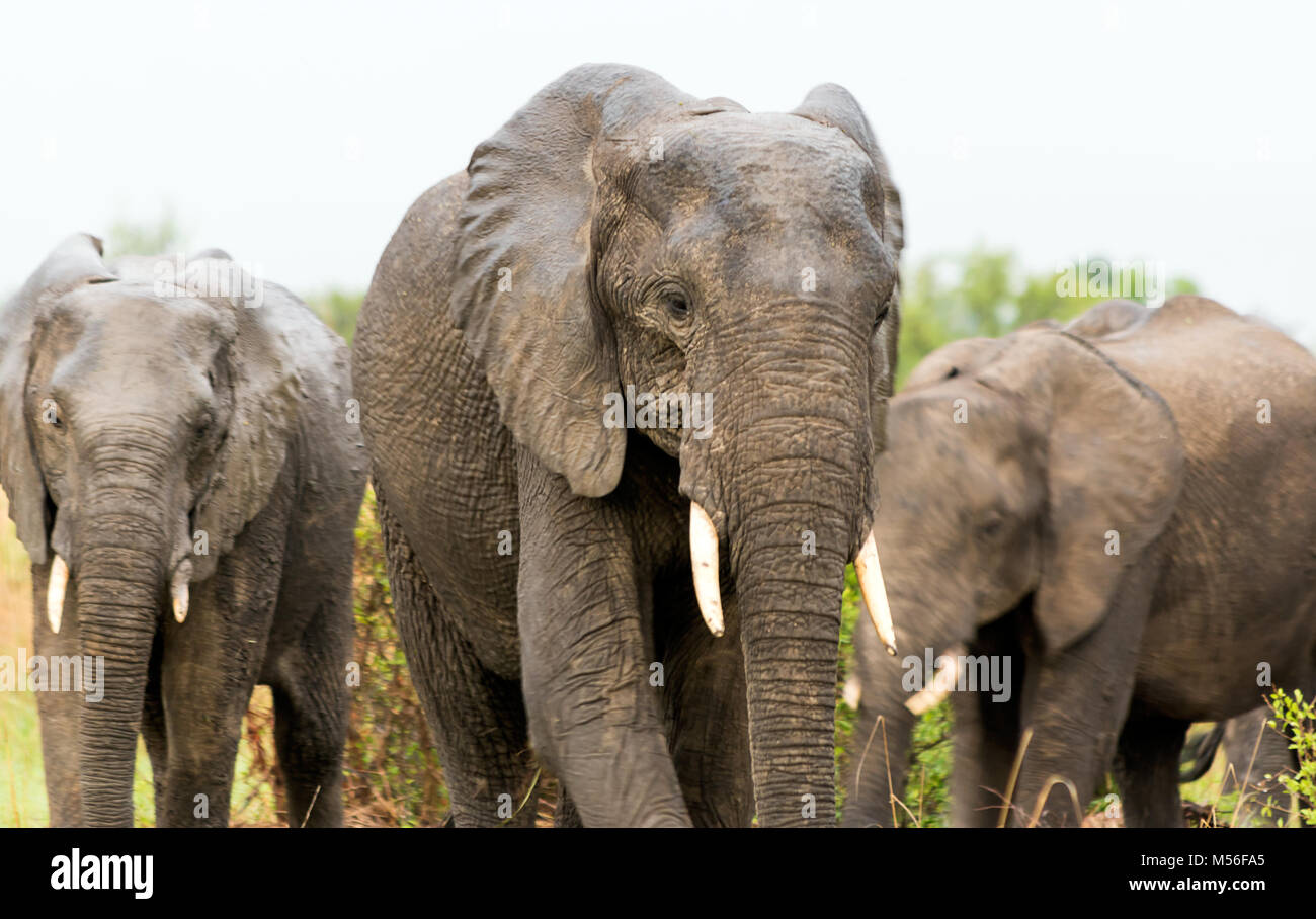 Afrikanischer Elefant in der Savanne Stockfoto