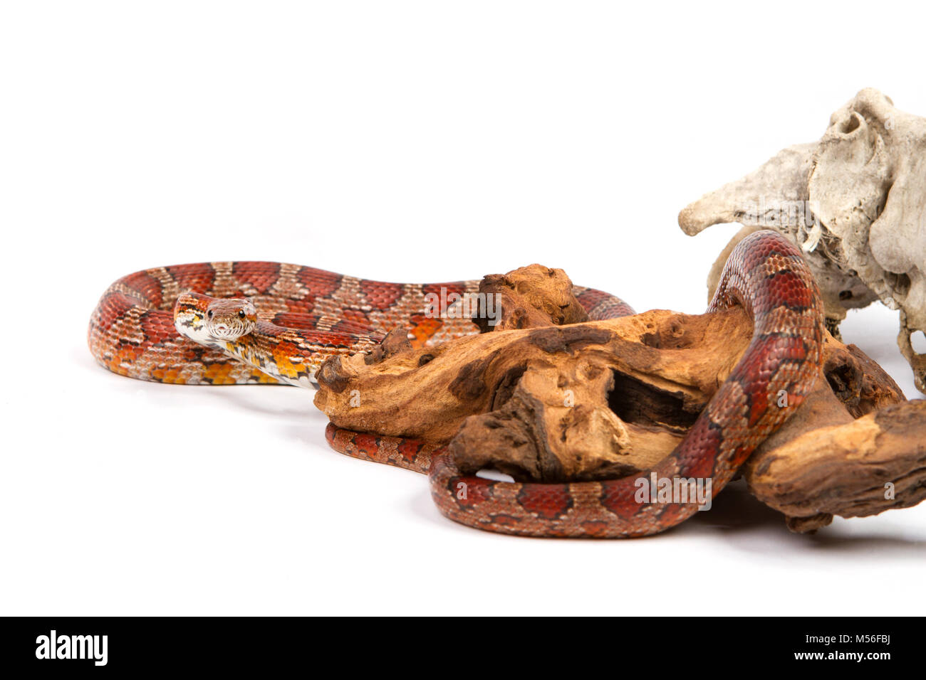 junge Boa Constrictor auf weißem Hintergrund. Stockfoto