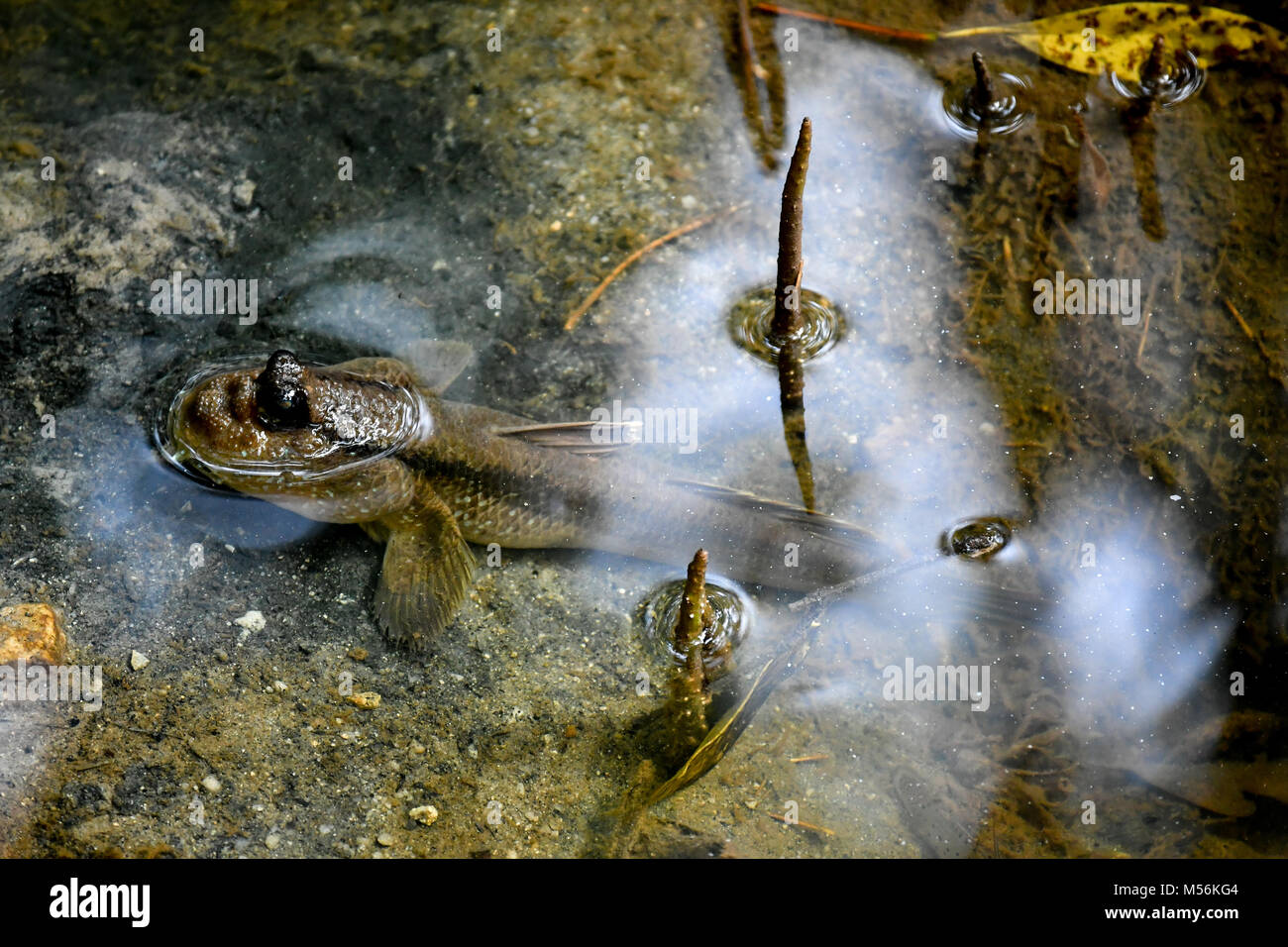 Wild Schlammspringer Fisch Stockfoto