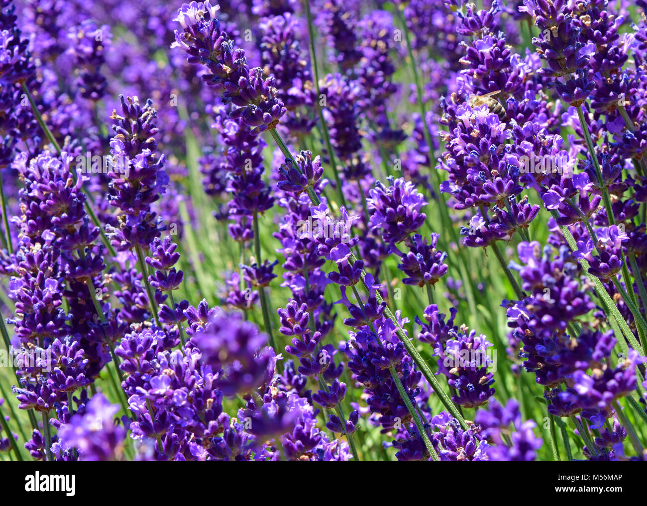 Close up Ultra Violett Lavendel blühen in einem Feld. Lavandula angustifolia. Natürliches Aussehen. Stockfoto