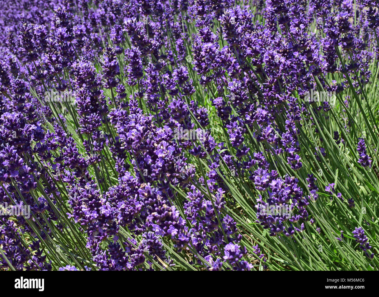 Close up Ultra Violett Lavendel blühen in einem Feld. Lavandula angustifolia. Natürliches Aussehen. Stockfoto