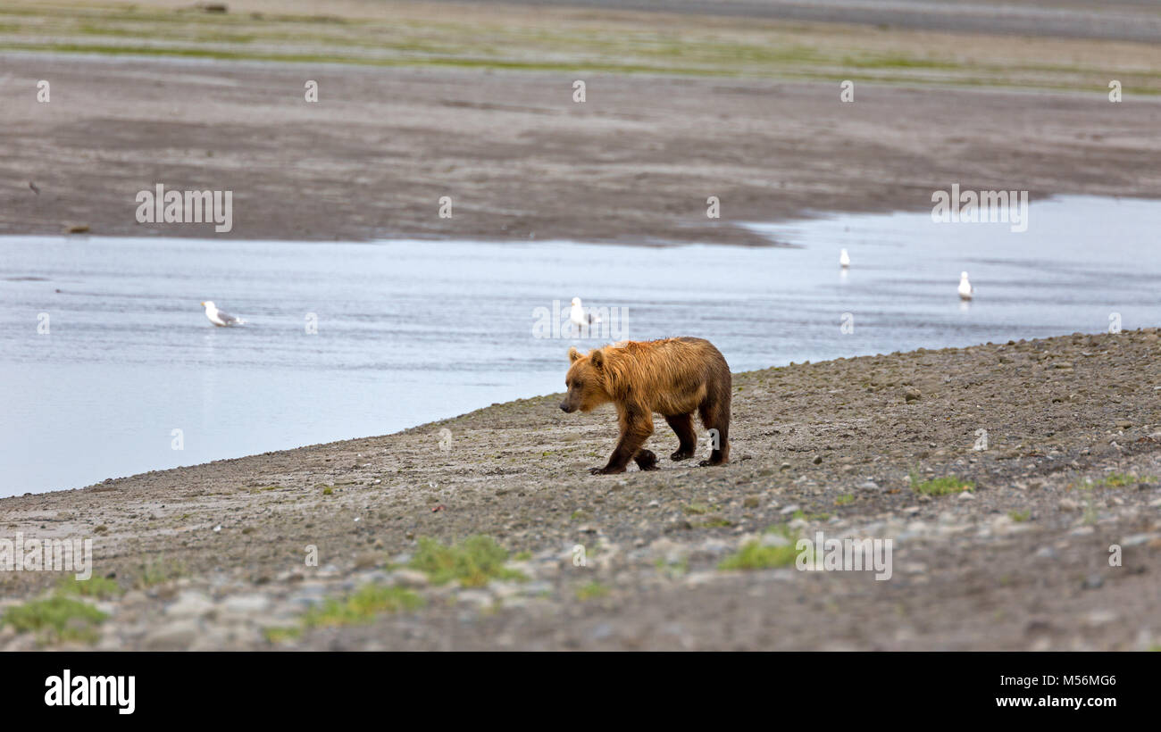 Grizzly Bär am Ufer des Flusses Douglas Stockfoto