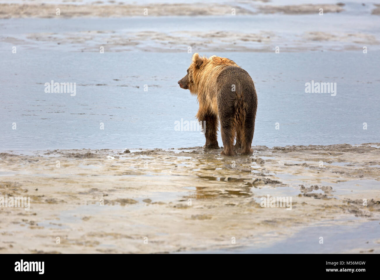 Grizzly Bär am Ufer des Flusses Douglas Stockfoto