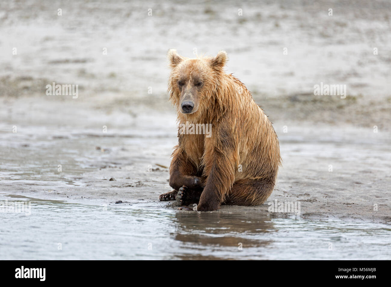 Grizzly Bär am Ufer des Flusses Douglas Stockfoto