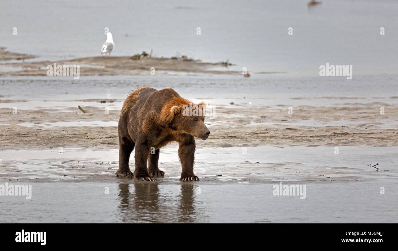 Grizzly Bär am Ufer des Flusses Douglas Stockfoto