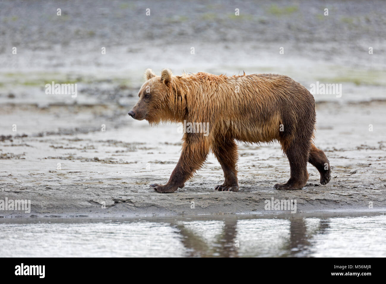 Grizzly Bär am Ufer des Flusses Douglas Stockfoto