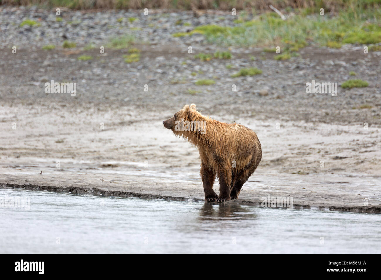 Grizzly Bär am Ufer des Flusses Douglas Stockfoto