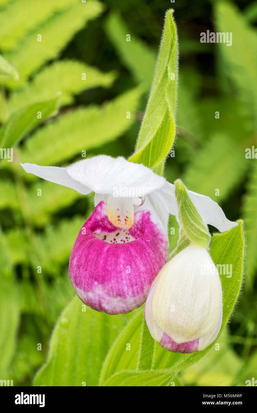 Auffällige Frauenschuh blühen Blüte und Knospe an Eshqua Moor Naturraum, TNC bewahren, Vermont. Stockfoto