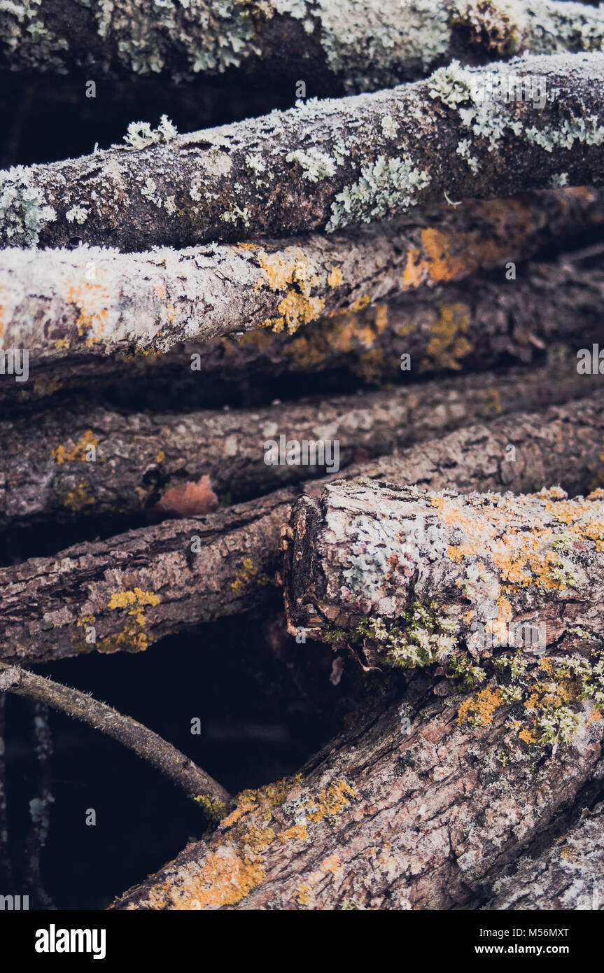 Strukturierte und bunten Filialen. Abstrakte Komposition. Hintergrund. Stockfoto