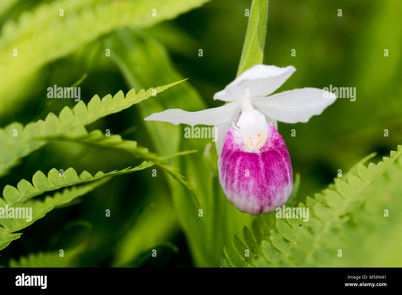 Auffällige Frauenschuh Blume blühen inmitten Zimt Farne an Eshqua Moor Naturraum, TNC bewahren, Vermont. Stockfoto