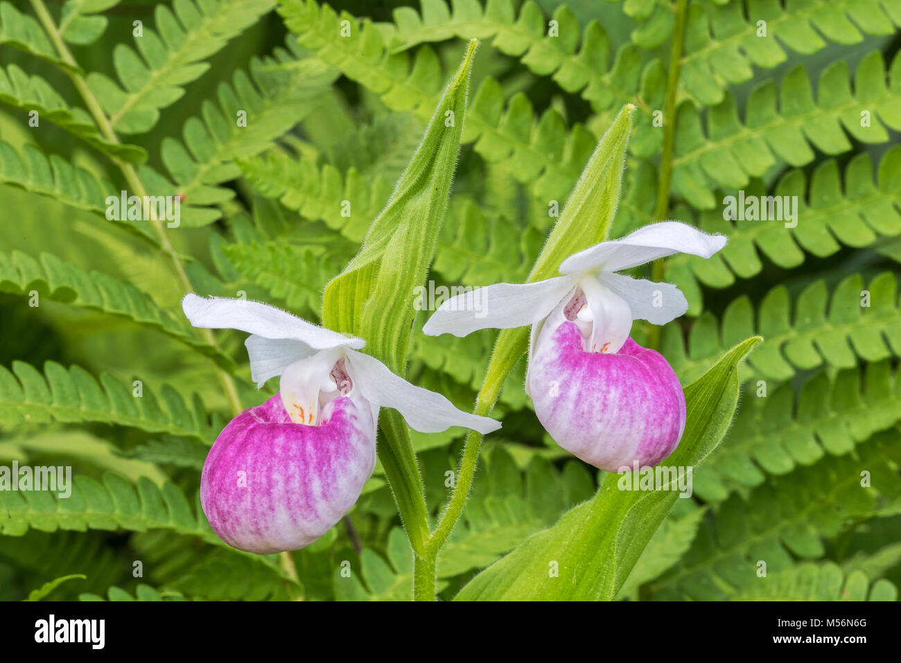 Auffällige Frauenschuh paar Blumen blühen inmitten Zimt Farne an Eshqua Moor Naturraum, TNC bewahren, Vermont. Stockfoto