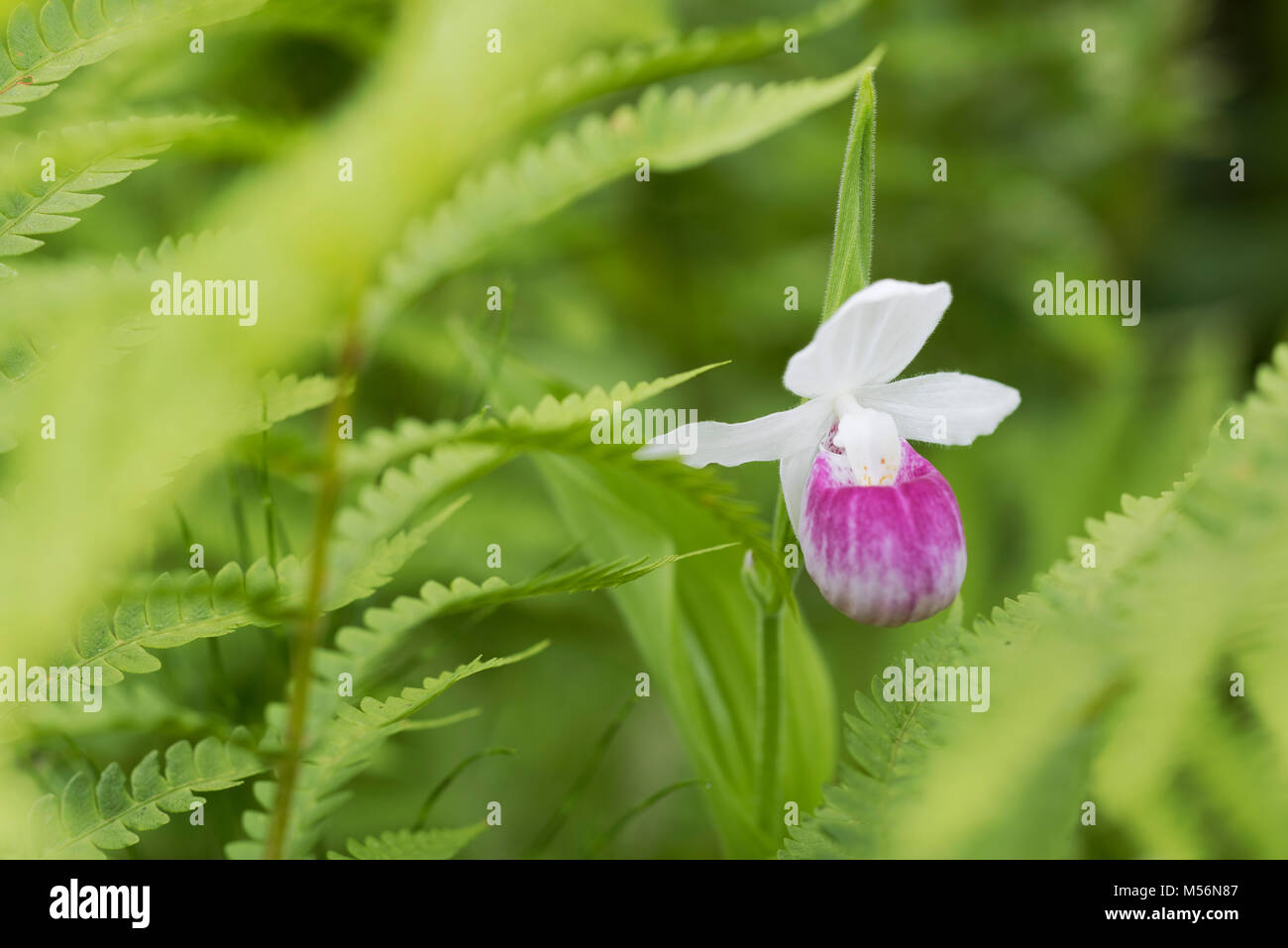 Auffällige Frauenschuh Blume blühen inmitten Zimt Farne an Eshqua Moor Naturraum, TNC bewahren, Vermont. Stockfoto