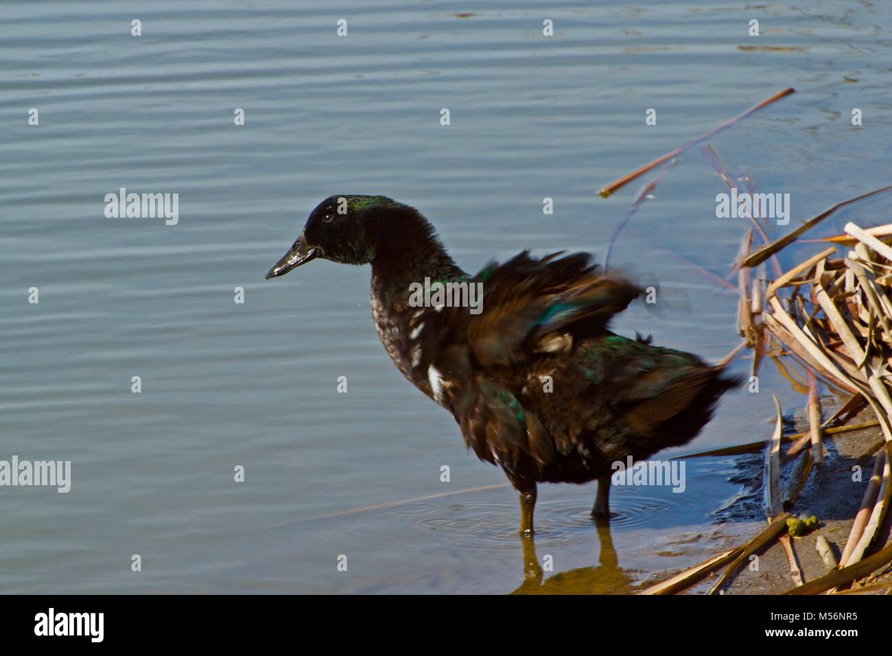 Zahme Stockenten, Lindsey Park Public Angelsee, Canyon, Texas Stockfoto