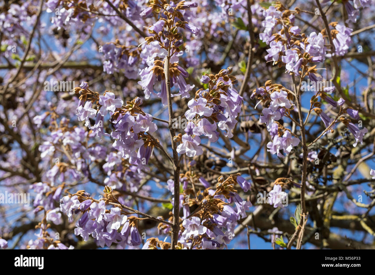 Paulownia Tomentosa Baum - Schnellwachsender Blauglockenbaum Für Garten