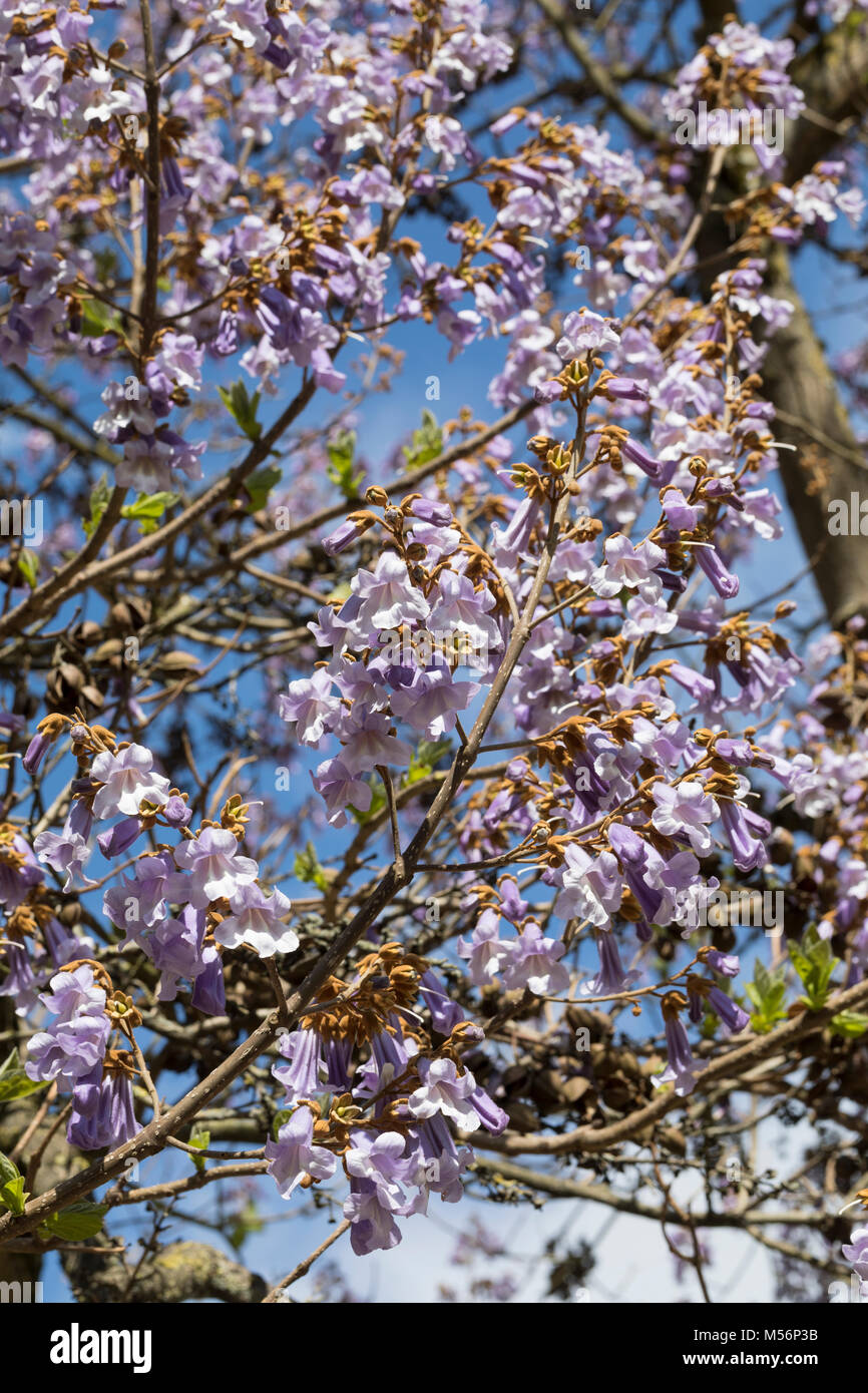 Chinesischer Blauglockenbaum Kaiserbaum Kaiser Paulownie chinesischer-blauglockenbaum-kaiserbaum-kaiser-paulownie