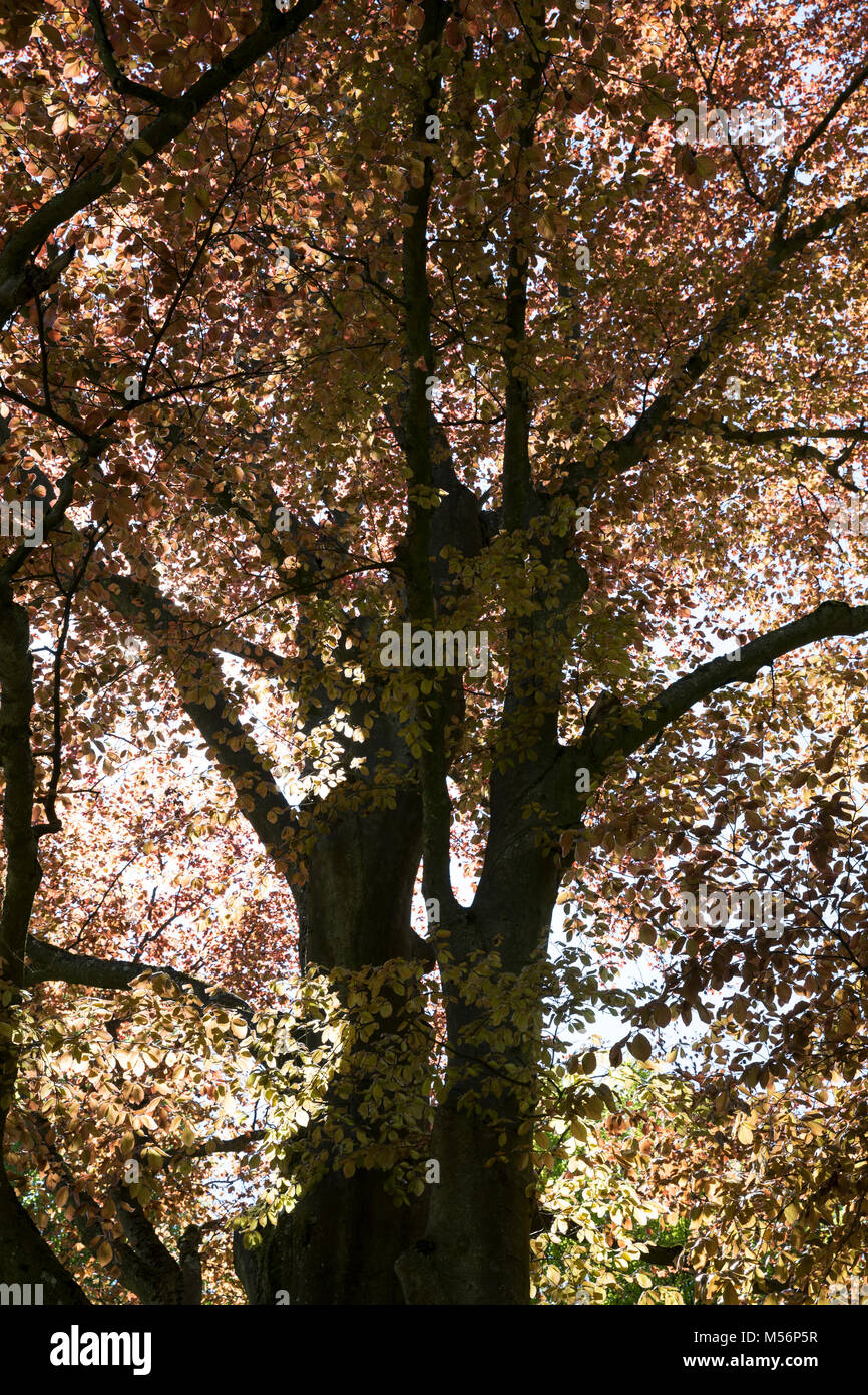 Blutbuche, Purpurbuche, Blut-Buche, Purpur-Puche, Fagus sylvatica f. purpurea, Fagus sylvatica w. atro-punicea, Rot-Buche, Rotbuche, Buche, Kupfer bee Stockfoto