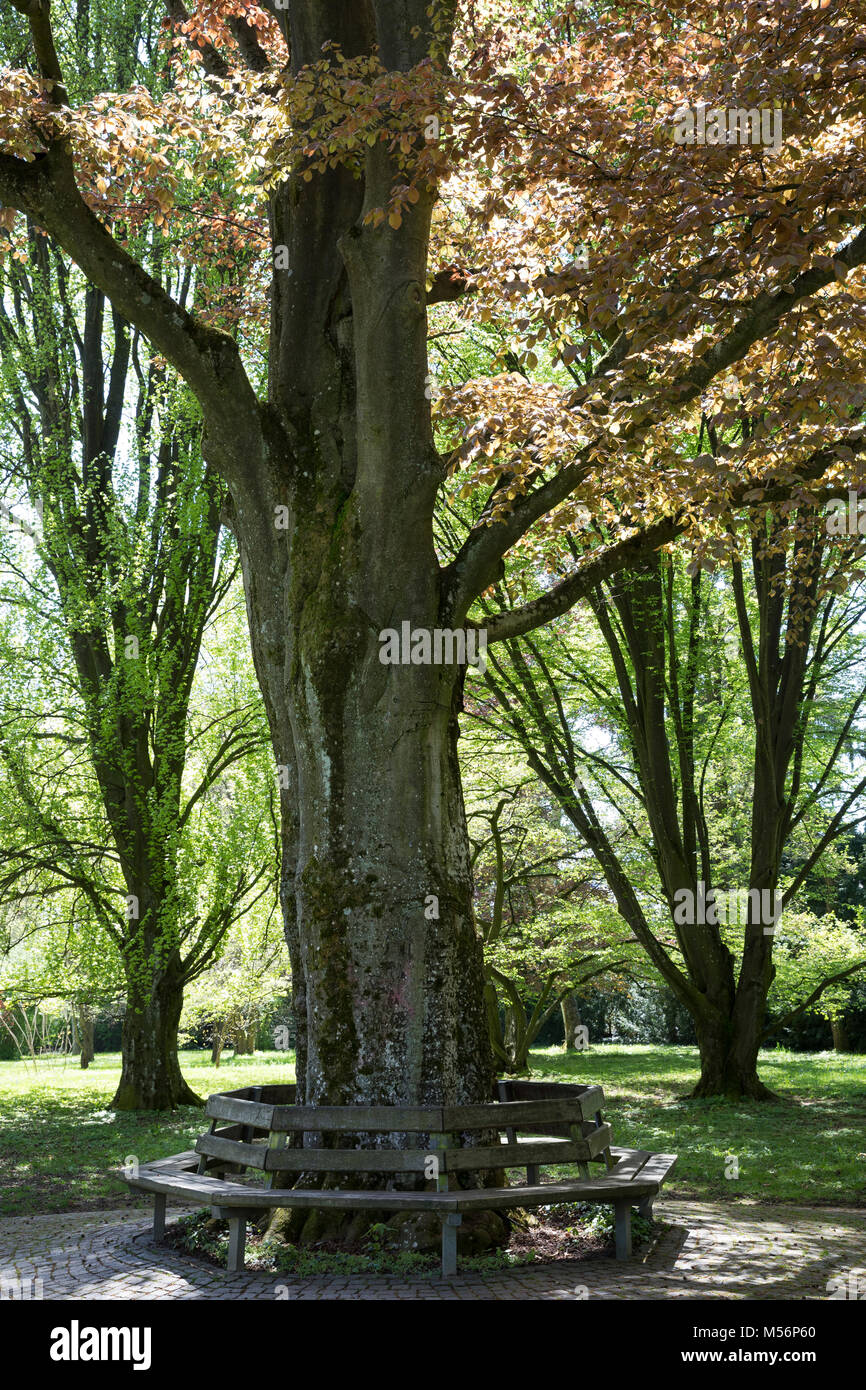 Blutbuche, Purpurbuche, Blut-Buche, Purpur-Puche, mit Bank, Parkbank, Sitzbank, Parkbaum, Fagus sylvatica f. purpurea, Fagus sylvatica w. atro-punicea Stockfoto