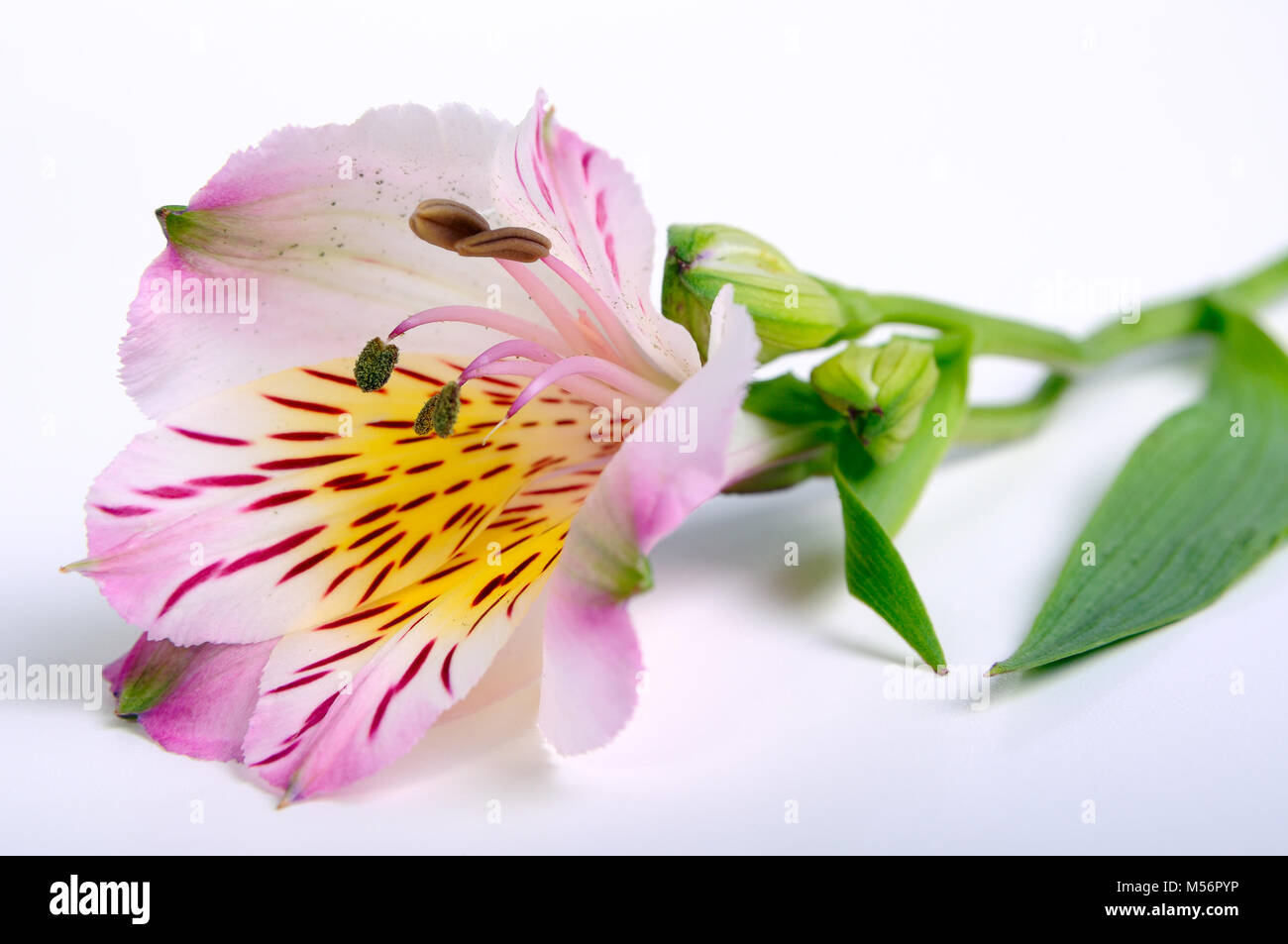 Blütenknospe auf weißem Hintergrund Stockfoto