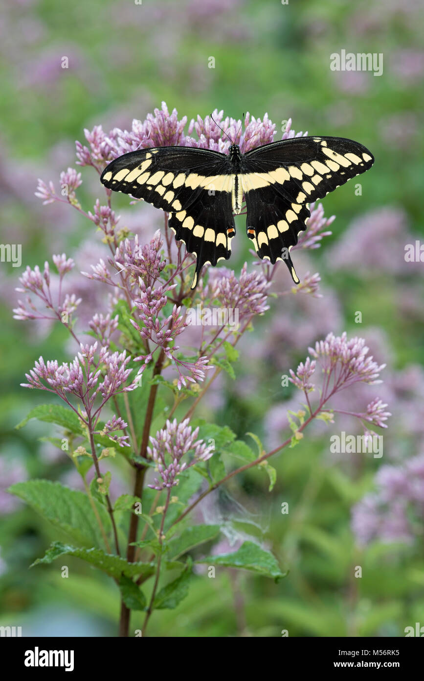 Riesige Schwalbenschwanz (Papilio cresphontes) nectaring auf beschmutzt Joe-Pye Unkraut. Gifford Pinchot State Park, Pennsylvania, Sommer. Stockfoto