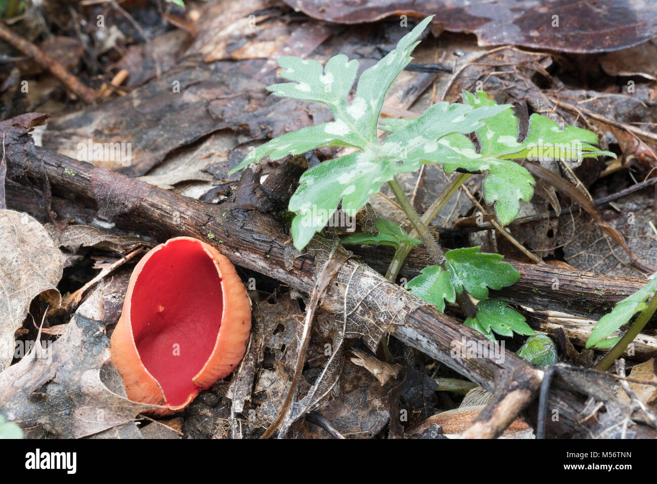 Scarlet Schale Pilze sind auf verfallende Stöcke und Zweige auf dem Waldboden oder Reiche feuchte Wälder in späteren Winter und frühen Frühling gefunden. Stockfoto