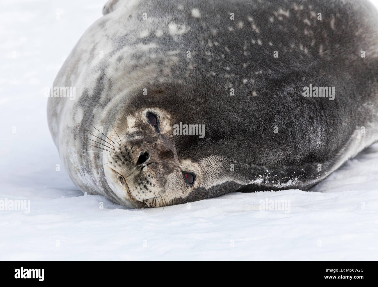 Weddell Dichtung; Leptonychotes weddellii; Phocidae; Half Moon Island; Antarktis Stockfoto