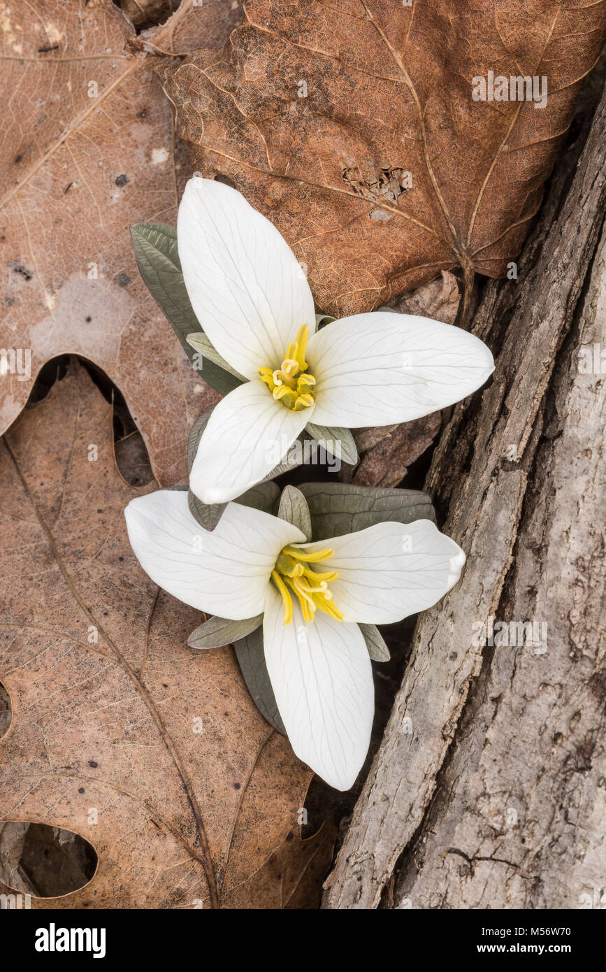 Schnee Trillium (Trillium nivale) gehören zu den frühesten blühenden oft mit Schnee bedeckt, während blühen im späten Winter. Stockfoto