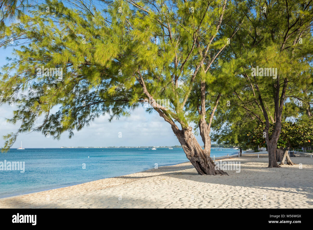 Anmutige Casuarina Kiefern auf Seven Mile Beach auf Masse, Cayman, Cayman Islands. Stockfoto