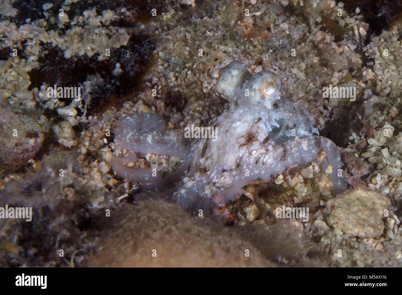 Algen Octopus (Abdopus aculeatus) am Abend in der Nähe von Panglao Island, Philippinen Stockfoto