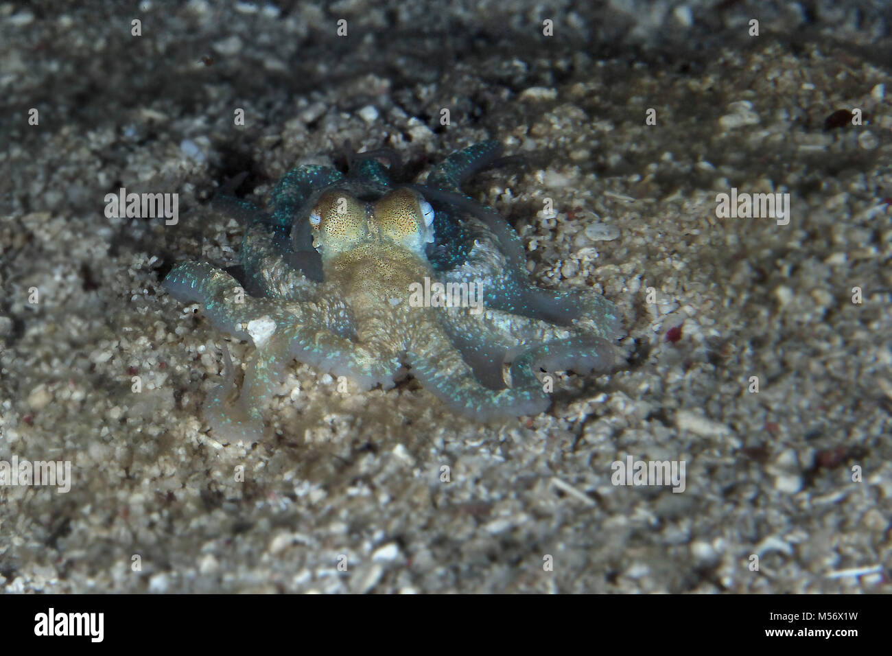 Algen Octopus (Abdopus aculeatus) am Abend in der Nähe von Panglao Island, Philippinen Stockfoto