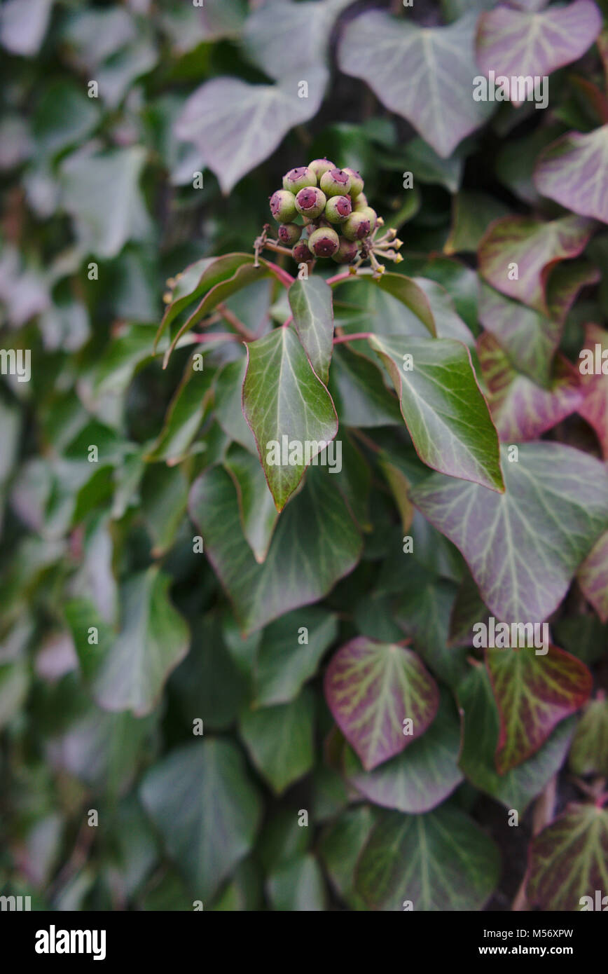 Blätter und Ivy Obst in Nahaufnahme, bokeh Effect Stockfoto