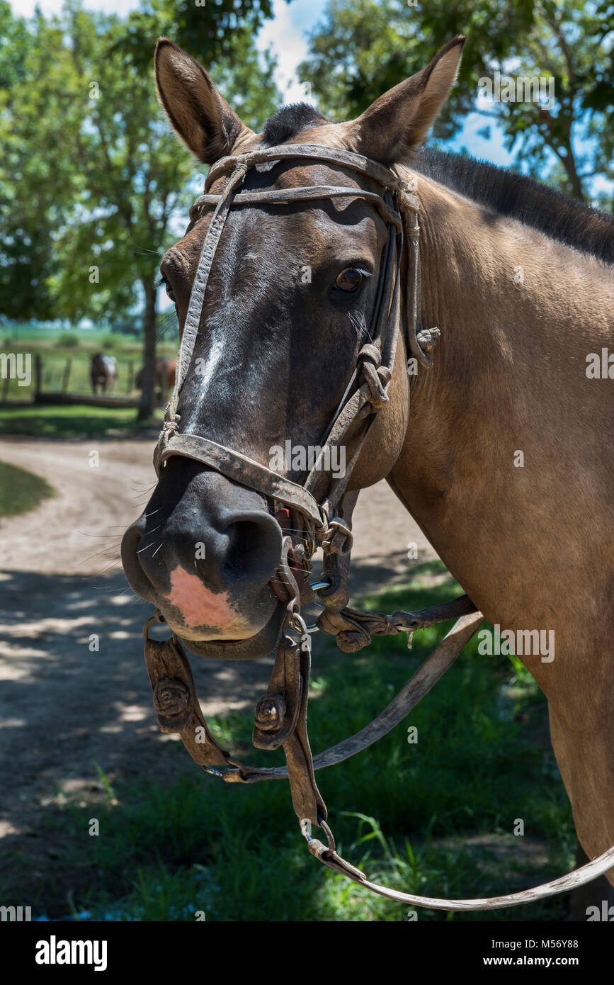 Argentinien, Pampas, San Antonio de Areco. Traditionelle Estancia El Ombu de Areco. Gaucho Pferd mit traditionellen Tack. Stockfoto