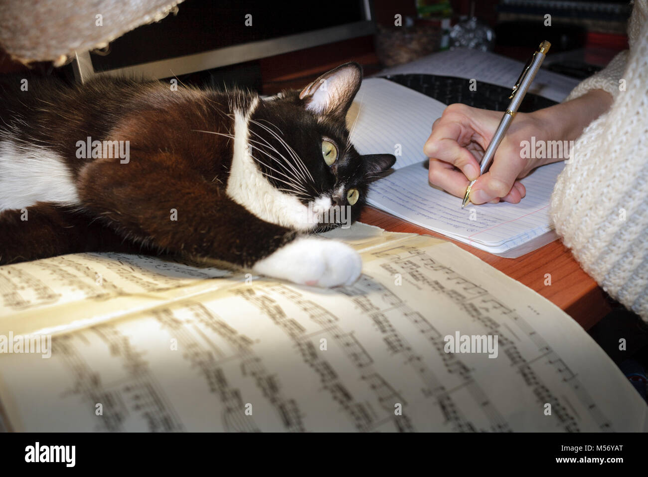 Close-up Girl's Hand schreibt in ein Notebook und eine schwarze und weiße Katze liegt auf die Noten auf den Tisch. Stockfoto