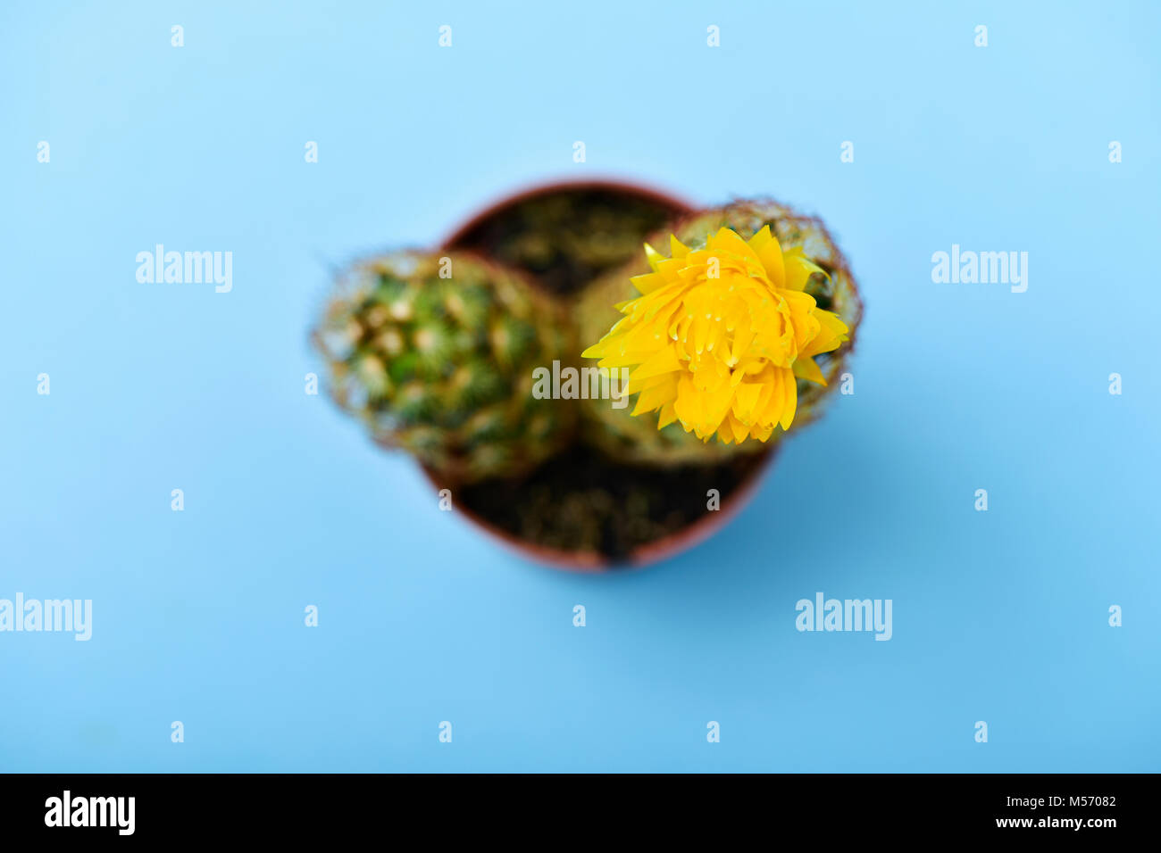 Hohe Betrachtungswinkel eines ladyfinger Kaktus, auch bekannt als Gold lace Kaktus, mit einem gelben Blume in einem braunen Übertopf, auf einem blauen Hintergrund Stockfoto