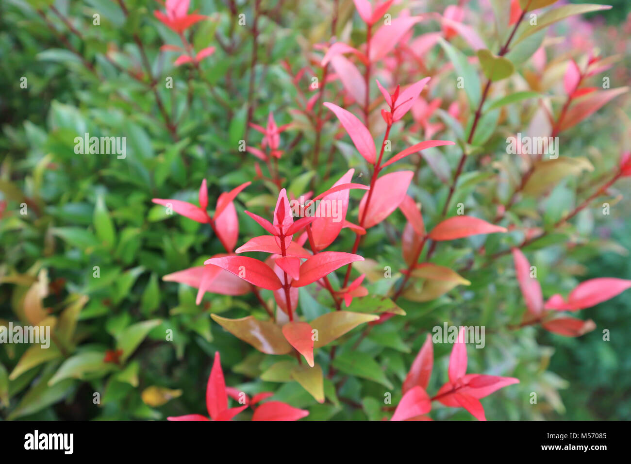 Austral Roses Syzygium austral -Fotos und -Bildmaterial in hoher Auflösung – Alamy