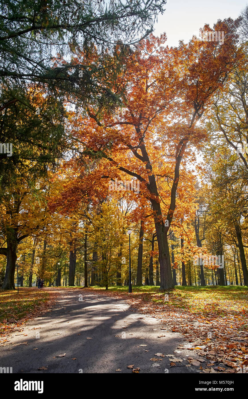 Herbst Landschaft - ein Park in warmes Licht getaucht Stockfoto