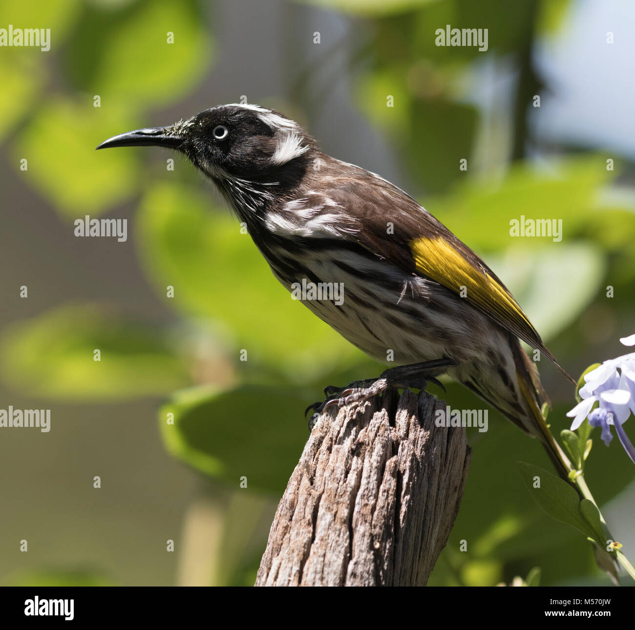 Ein New Holland Honeyeater (Phylidonyris novaehollandiae) hier in der Nähe von Pemberton, Western Australien gezeigt Stockfoto