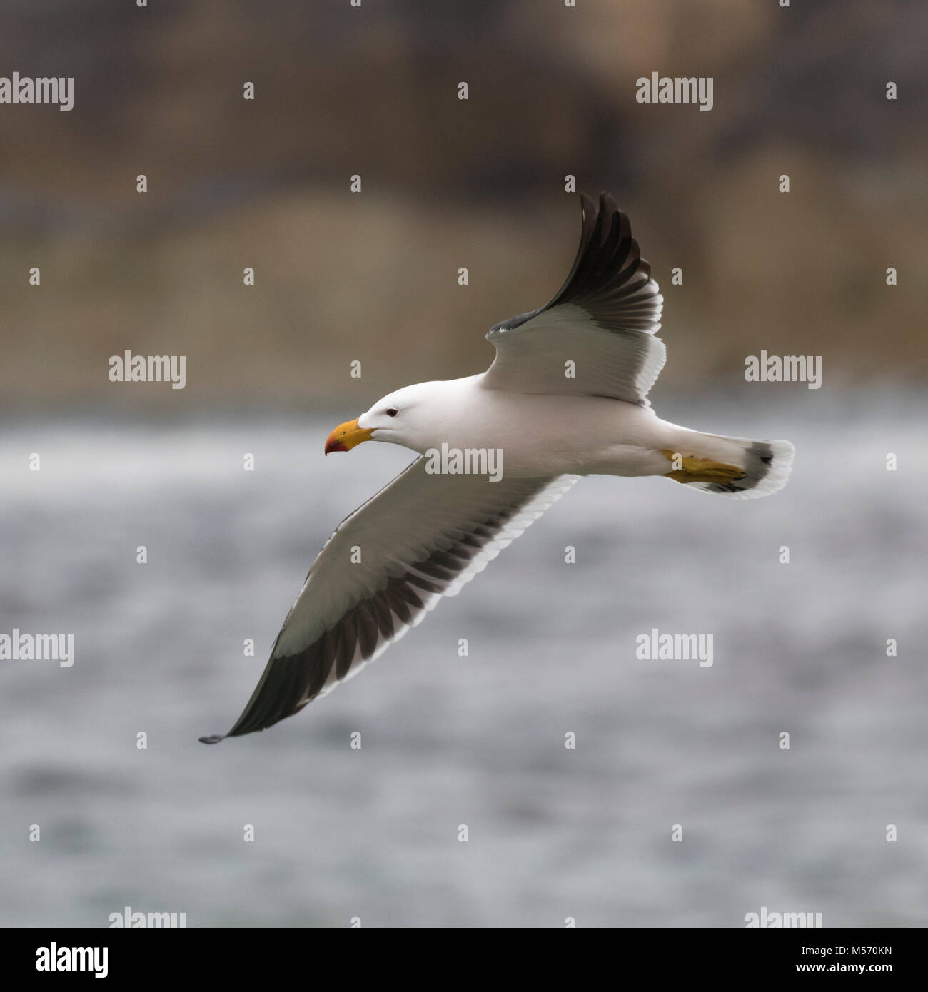 Eine pazifische Möwe (Larus pacificus) im Flug im Greens Pool, William Bay National Park, Dänemark, Western Australia Stockfoto