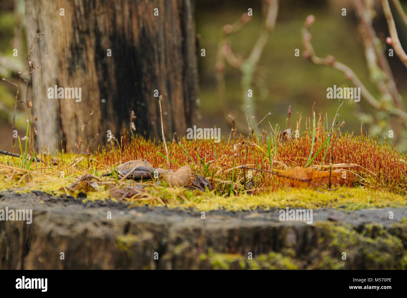 Eine kleine Welt Stockfoto