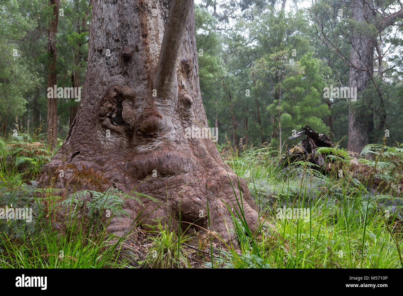 Oma Tingle (auch als Großmutter tingle bekannt), ein Red Tingle Tree im Tal der Riesen, in der Nähe von Normalup im Süden von Western Australia Stockfoto