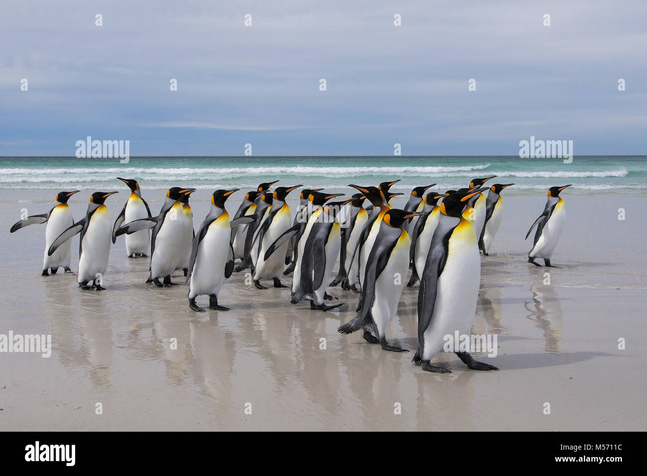 König Pinguin Stockfoto