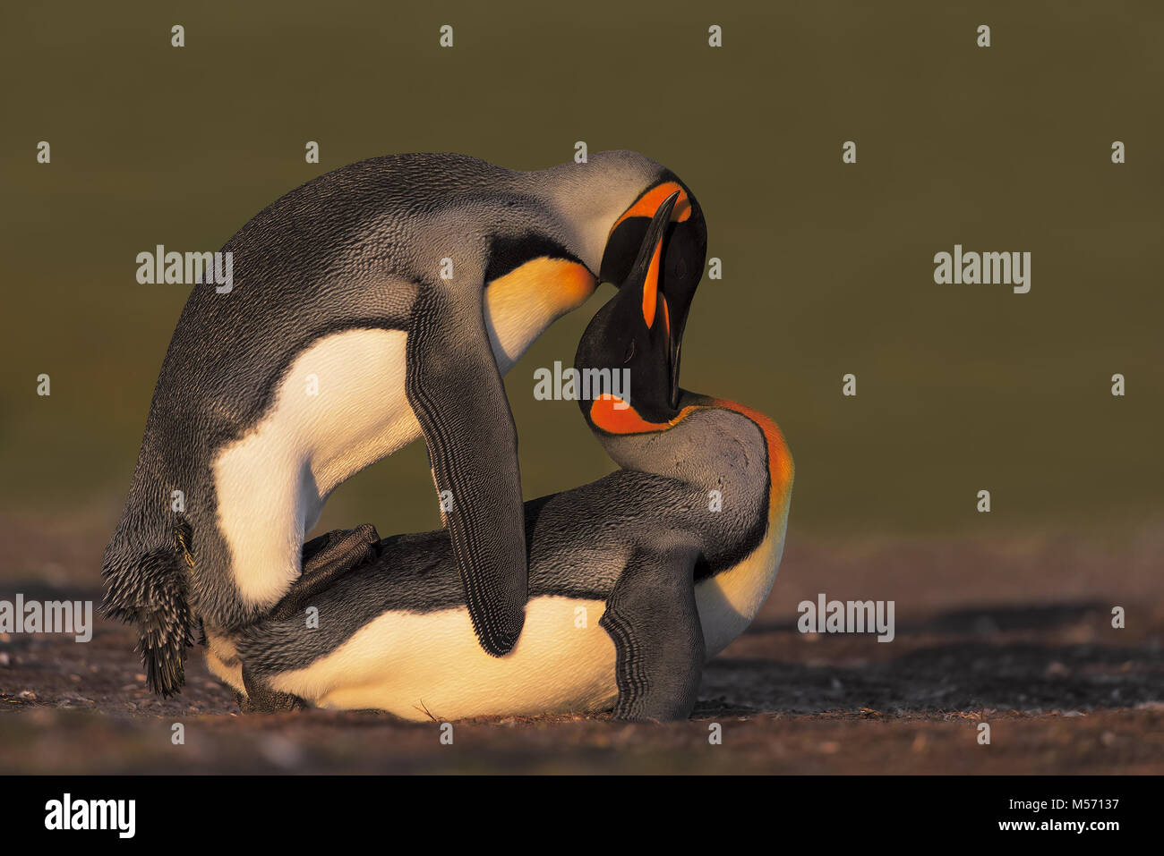 Passender Link Pinguin Stockfoto