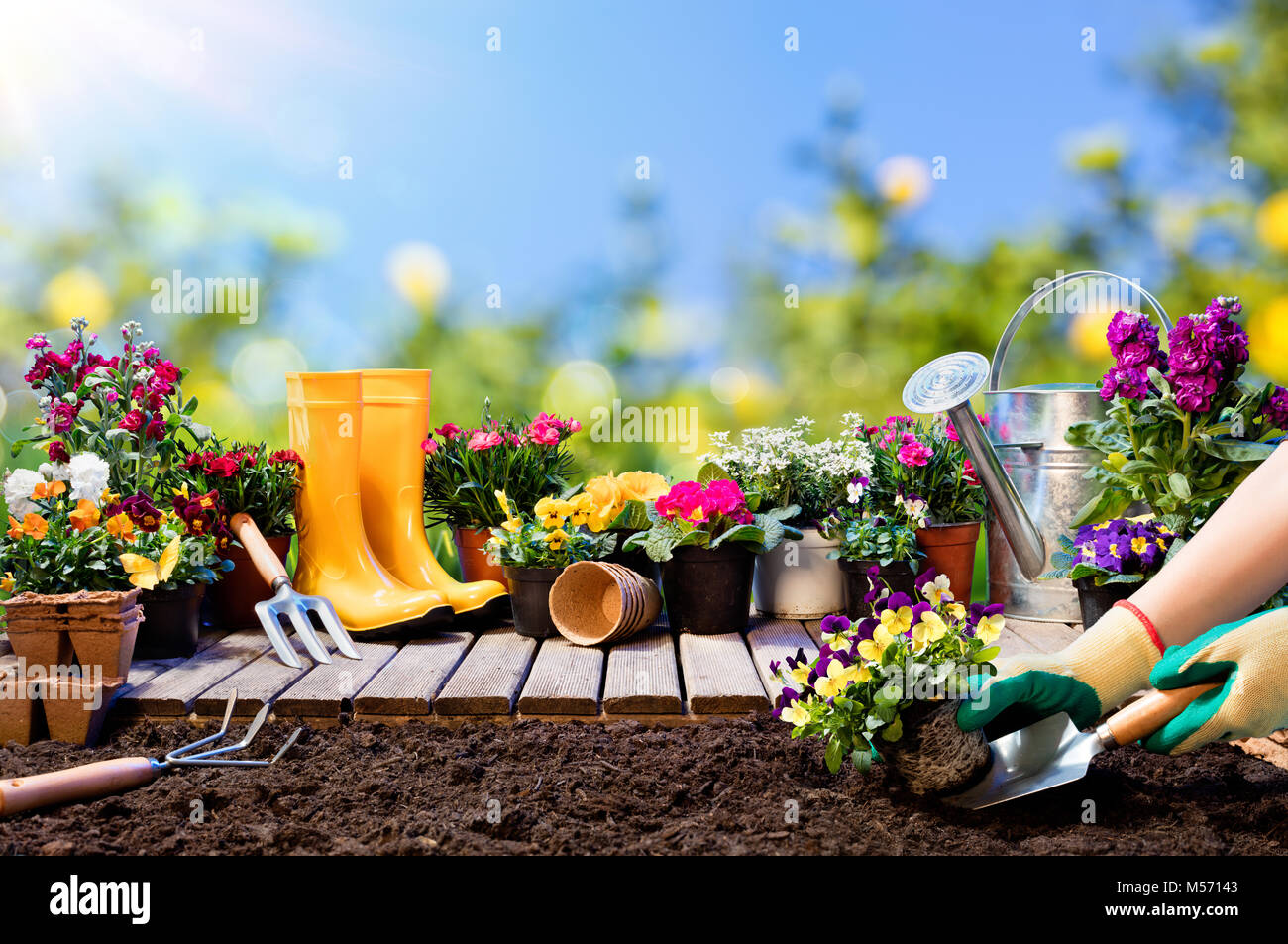 Gartenarbeit - Gärtner pflanzen Stiefmütterchen mit Blumentöpfen und Tools Stockfoto