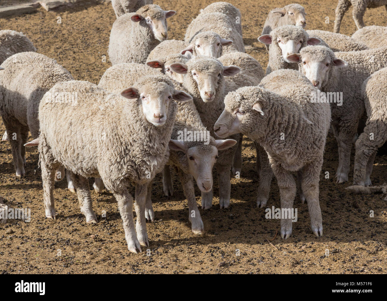 Herde von Merino Schaf schauend auf neugierig Stockfoto