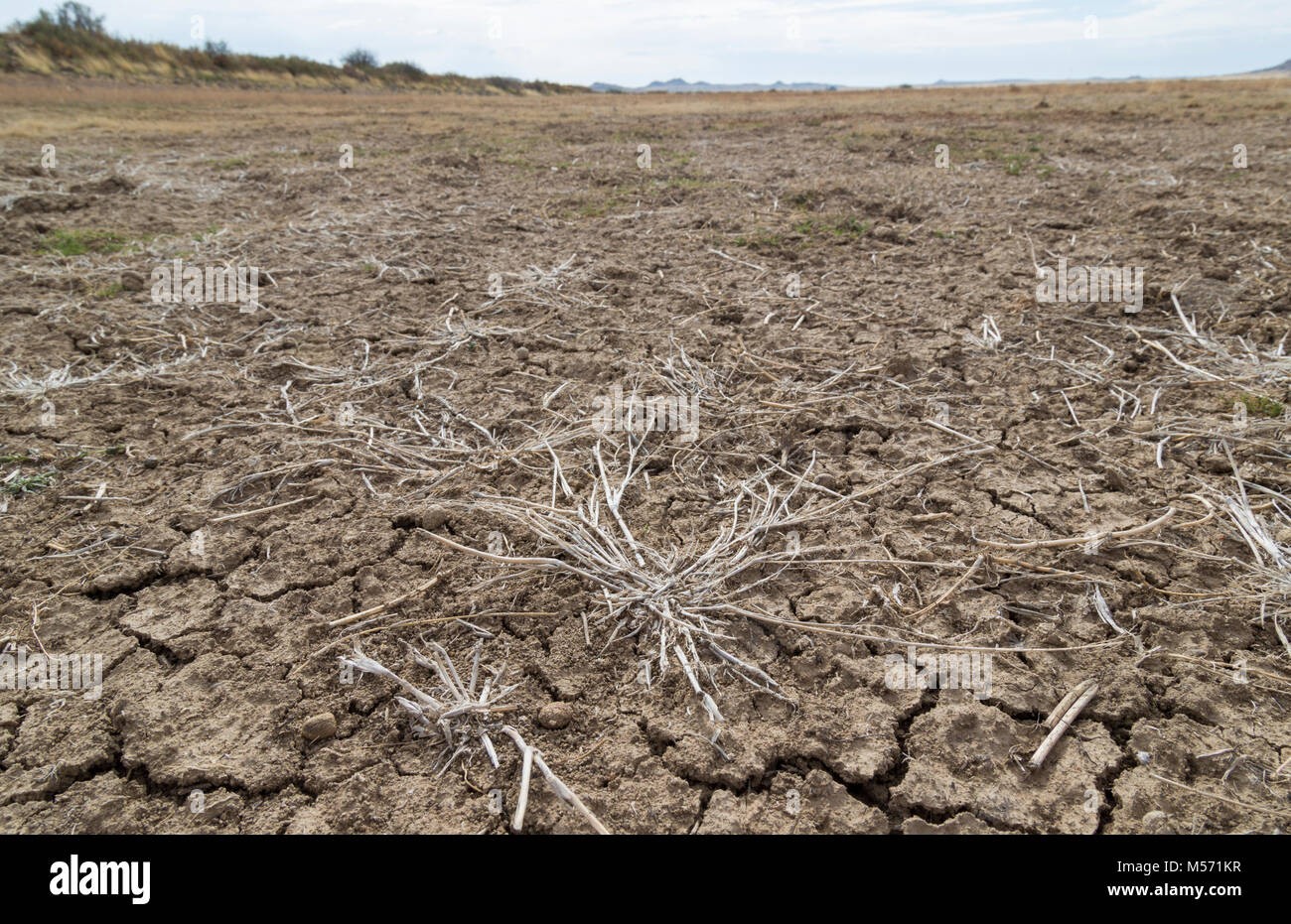 Malerischer Blick auf trockene, rissige Erde mit toten Gräser als Folge der Dürre Stockfoto